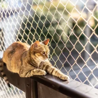 Kattendoek op maat